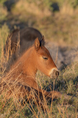 Cute Wild Horse Foal in Spring in the Utah Desert