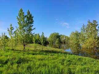 flooded riverbank with green grass and trees against the blue sky on a sunny day