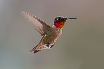 hummingbird in flight © Bill