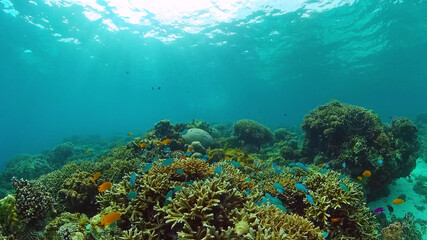 The underwater world of coral reef with fishes at diving. Coral garden under water. Panglao, Bohol, Philippines.