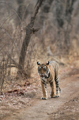 Tiger Noor cub on walk