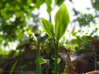 nature leaf summer
