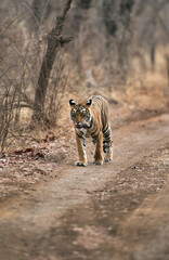 Fototapeta premium Tiger walking on road