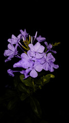 Fototapeta na wymiar purple flower on black background