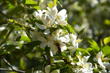 blooming Apple tree. beautiful white flowers on a tree. nature in the Park in spring. flowers in the sun.