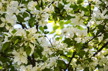 blooming Apple tree. beautiful white flowers on a tree. nature in the Park in spring. flowers in the sun.