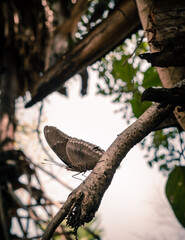 butterfly on tree