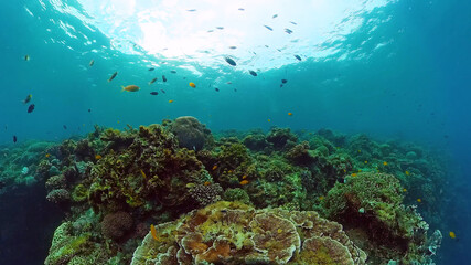 Fototapeta na wymiar Tropical coral reef. Underwater fishes and corals, Philippines.