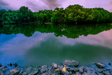 Nature wallpapers of trees (mangrove riverside) with blurred reflection, the atmosphere with the wind blowing through the cool fresh air while traveling