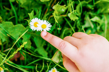 Top view of finger of child touching the wide daisy flower.