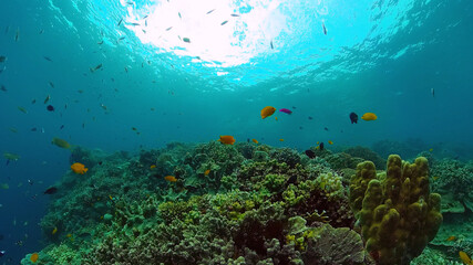Naklejka na ściany i meble Underwater Colorful Tropical Fishes. wonderful and beautiful underwater colorful fishes and corals in the tropical reef. Panglao, Bohol, Philippines.