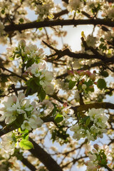 blooming Apple tree. beautiful white flowers on a tree. nature in the Park in spring. flowers in the sun.