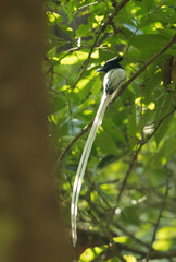 Paradise flycatcher