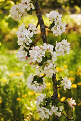blooming Apple tree. beautiful white flowers on a tree. nature in the Park in spring. flowers in the sun.