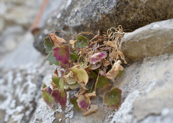 The color between old stone walls in Tuscany Italy