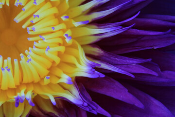 Top view of purple petals and yellow pollen of violet lotus flower blooming full in frame