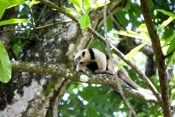 ant eater climbing on tree in Costa Rica, Corcovado National Park, Central America, animal in...