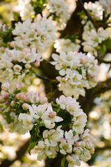 blooming Apple tree. beautiful white flowers on a tree. nature in the Park in spring. flowers in the sun.