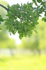 Fototapeta na wymiar nature, green leaf, close up, tree leaves