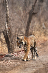 Tiger walking in the forest of Ranthambore Tiger reserve