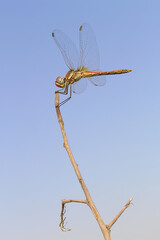 Dragonfly on dry branches against the sky
