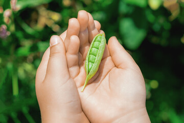 Hands of a child holding open pod in the garden. Harvesting peas.