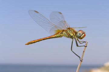 Dragonfly on dry branches against the background of the sea