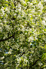 blooming Apple tree. beautiful white flowers on a tree. nature in the Park in spring. flowers in the sun.