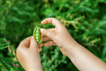 Close up of organic raw fresh open pod of green peas in the hands of a child.