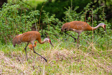 Family of Sandhill Cranes (Grus canadensis) foraging for food in May in Wausau, Wisconsin