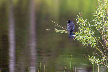 Male Red-winged Blackbird (Agelaius phoeniceus) perched on a branch in the spring