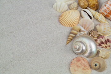 Seashells on white sand