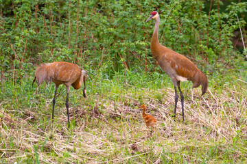 Family of Sandhill Cranes (Grus canadensis) with the mother holding a mouse it just caught