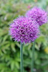 Allium flower in the garden