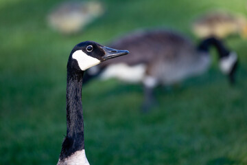 Close up of an adult Canada goose (Branta canadensis) with its head raised during the spring