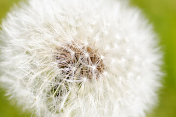 Beautiful white dandelion with seeds on green background. Selective focus