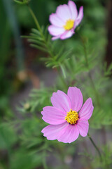 Pink cosmea flower in the garden
