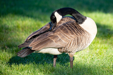 Adult canada goose (Branta canadensis) cleaning himself in Wausau, Wisconsin during the spring