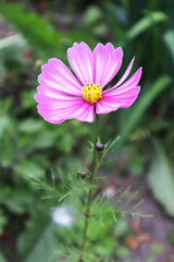 Obraz premium Pink cosmea flower in the garden 