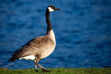 Adult canada goose (Branta canadensis) walking along Lake Wausau in Wausau, Wisconsin during the spring