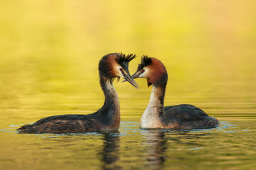 Waterfowl bird pair of great crested grebe on the lake