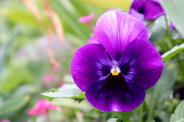 Blue violet flower in the garden