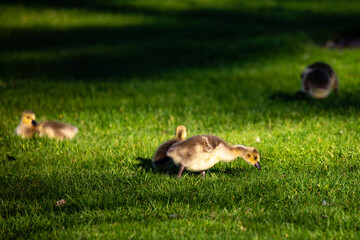 Canada goose (Branta canadensis) goslings in Wausau, Wisconsin during the springtime