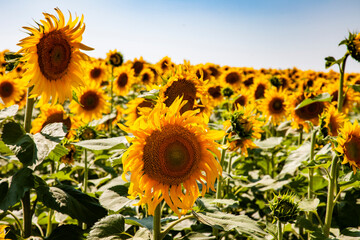 field of sunflowers
