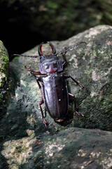 huge black beetle sitting on stone, Corcovado National park, central America, Osa