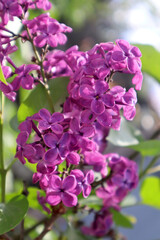 Lilac flowers in the garden.