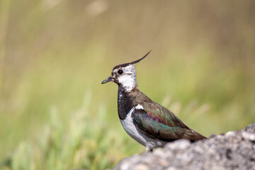 Common Pochard (Aythya ferina) bird in natural field and wildlife nature.