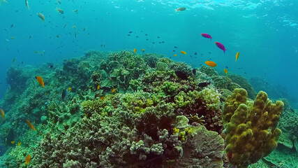 Fototapeta na wymiar Beautiful underwater landscape with tropical fishes and corals. Life coral reef. Panglao, Bohol, Philippines.