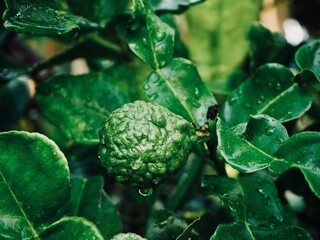 Fresh bergamot fruits on the tree. Can be used for cooking.Bergamot with water droplets  - obrazy, fototapety, plakaty
