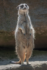 Portrait of playful and curious suricate (meerkat) standing tall at watch, closeup, details